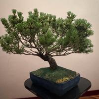 Bonsai Pino Mugo