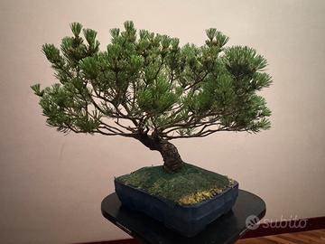 Bonsai Pino Mugo