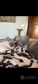 Gatto sphynx da monta