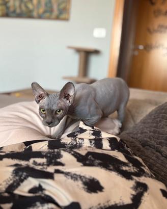 Gatto sphynx da monta