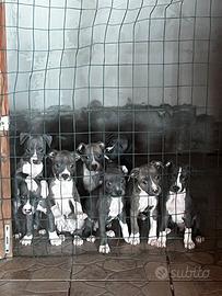 Pit Bull blu nose
