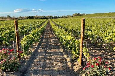 Rif.8882TG75791| terreno agricolo petrosino