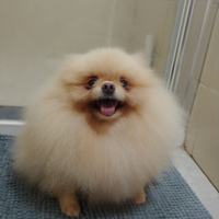 Volpino Pomerania FEMMINA Crema Pedigree