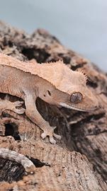 Geco Ciliatus ID: FOxBA-U2-20260423