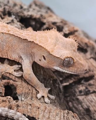 Geco Ciliatus ID: FOxBA-U2-20260423