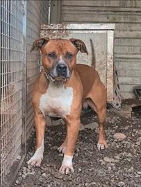 Zeus è un Amstaff di 7 anni