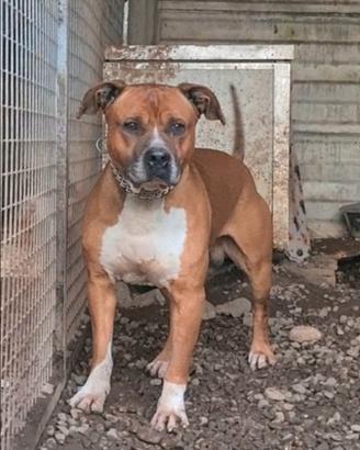 Zeus è un Amstaff di 7 anni