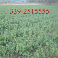 Fieno a ballette stagione 2026