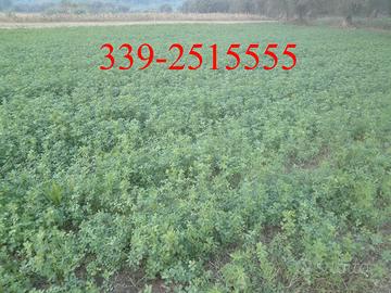 Fieno a ballette stagione 2026