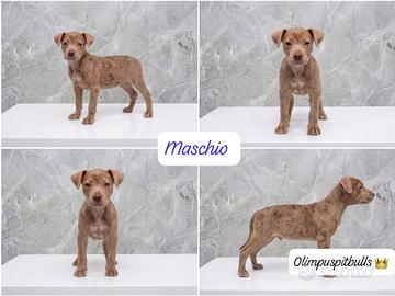 Cucciolo pitbull colorazione merle