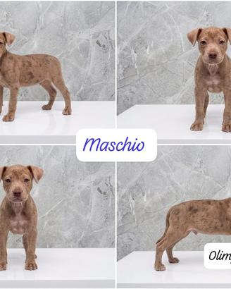 Cucciolo pitbull colorazione merle