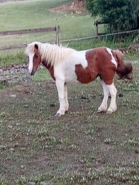 Pony femmina gravida