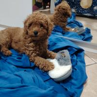 Cucciolo di barboncino toy