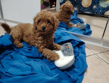 Cucciolo di barboncino toy