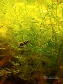 5 Helena Lumaca d acquario