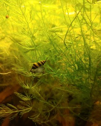 5 Helena Lumaca d acquario