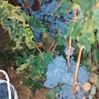 mosto di uva mialvasia