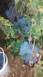 mosto di uva mialvasia