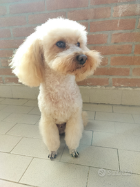 Barboncino nano per monta