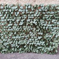 Arella sempreverde 1 x 2 m