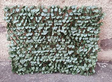 Arella sempreverde 1 x 2 m