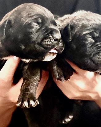 Cuccioli cane corso con pedigree