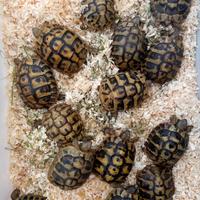 Tartarughe testudo hermanni