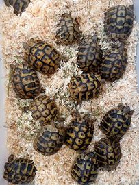 Tartarughe testudo hermanni