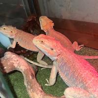 Pogona vitticeps