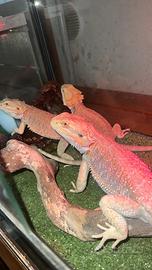 Pogona vitticeps