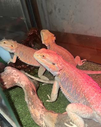 Pogona vitticeps