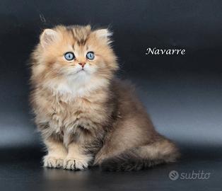 Disponibile cucciolo