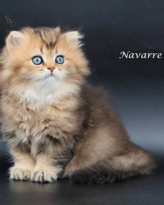 Disponibile cucciolo