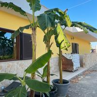 Alberi di banane