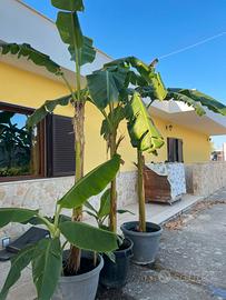 Alberi di banane