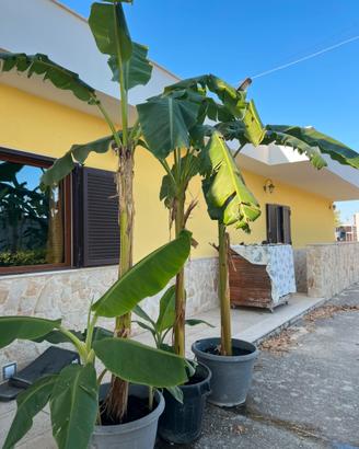Alberi di banane
