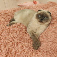 MONTA Scottish Fold maschio pedigree ENFI