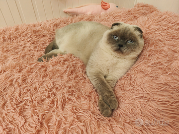 MONTA Scottish Fold maschio pedigree ENFI