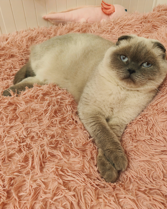 MONTA Scottish Fold maschio pedigree ENFI