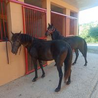 Cavallino di Monterufoli