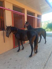 Cavallino di Monterufoli