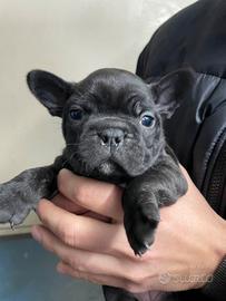 Bulldog francese