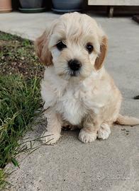 Maltipoo