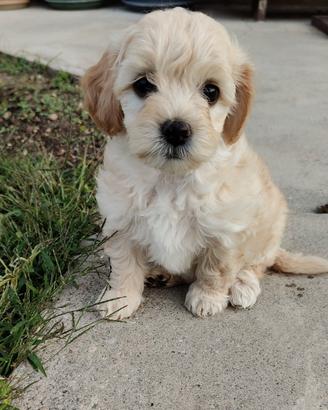 Maltipoo