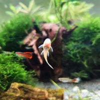 Acquario - Ancistrus