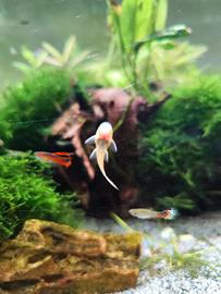 Acquario - Ancistrus