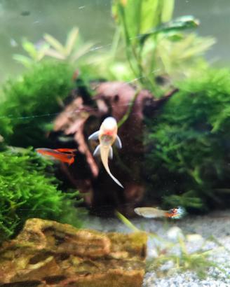 Acquario - Ancistrus