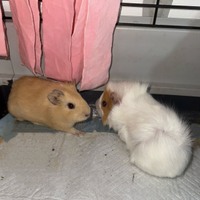 Cavia ( cuccioli)
