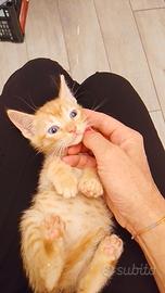 Due fratellini di due mesi da adottare