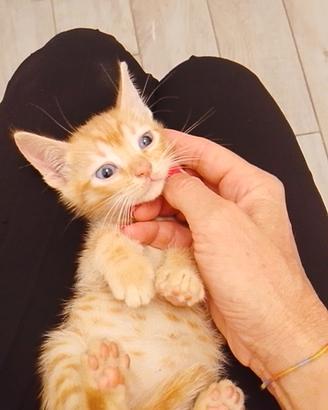 Due fratellini di due mesi da adottare